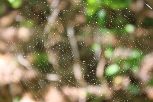 Asheville Hike Spider Web