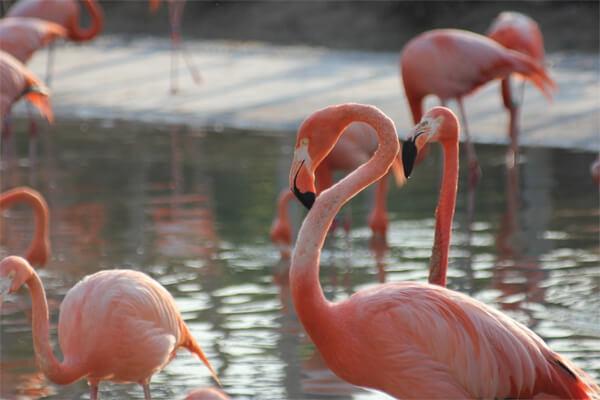 San Diego Sea World flamingos